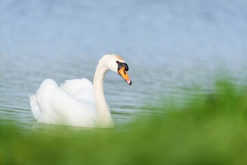 Majestic white swan gracefully glides across a calm body of water