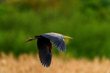Majestic heron soaring through the clear sky against a lush green background