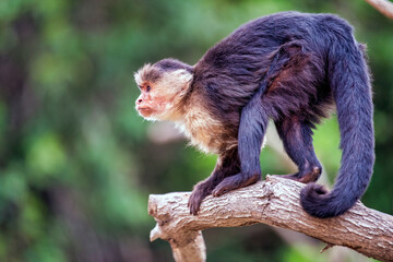 Squirrel Monkey on tree branch