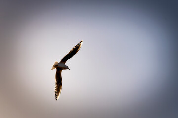 Seagull
