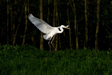 Great egret soaring against a backdrop of forest, its wings spread wide in a majestic display