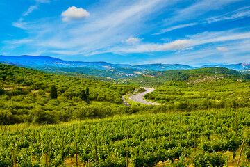 Fototapeta na wymiar Vineyards of Crete island on sunny day, distant mountain, road, Greece