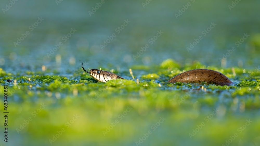 Wall mural shot of a water snake swimming in a still body of water, with its head and upper body visible