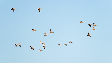 the flock of birds fly across the clear sky in the daytime