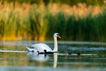 the white swan is swimming on the lake