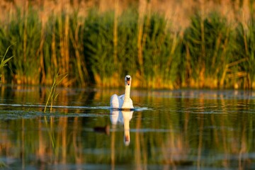 a white swan in the water with green reeds around it