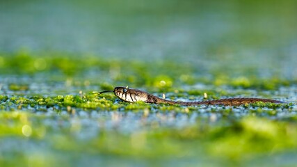 Shot of a water snake swimming in a still body of water, with its head and upper body visible
