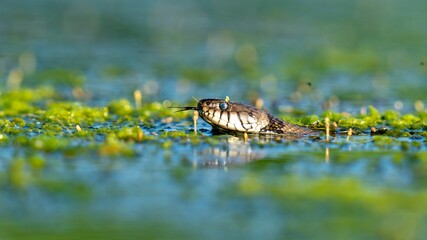 Shot of a water snake swimming in a still body of water, with its head and upper body visible