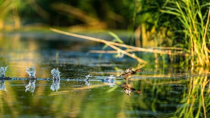 Of a young female duck swimming in a tranquil pond surrounded by lush greenery