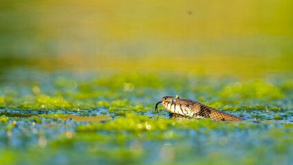 Shot of a water snake swimming in a still body of water, with its head and upper body visible