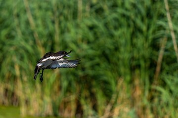 Closeup image of a Eurasian coot in mid-flight, its wings outstretched