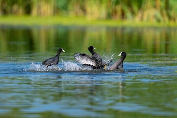 High-resolution shot of a group of Eurasian coots (Fulica atra) wading in a shallow pond