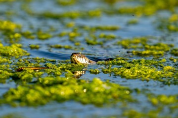 Shot of a water snake swimming in a still body of water, with its head and upper body visible