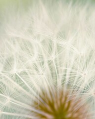 Close-up of a dandelion flower