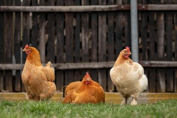 Brown hens walking on the green grass near a white wooden fence