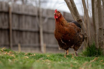 a chicken is walking outside in the grass near a fence