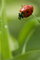 Macro shot of a small, red ladybug walking around on a patch of grass