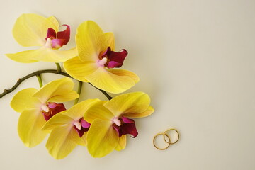 Yellow orchid flowers and wedding rings on a gray background. Top view, copy space, flat lay. Bright nature background for wallpaper. Floral texture for engagement.	