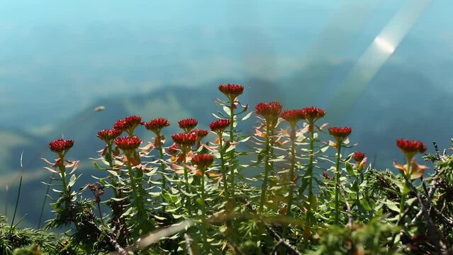 Shallow focus of Rhodiola rosea flowers, nature background