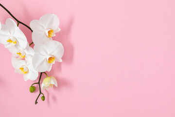 Fototapeta na wymiar Flowers trendy composition. White orchid flowers on pink background. Spring, summer concept. Flat lay, top view, copy space