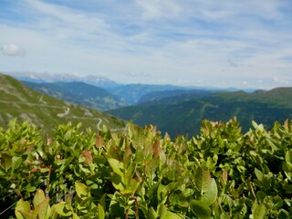 Vegetation im Hochgebirge, aufgenommen bei Hinterglemm in den Alpen