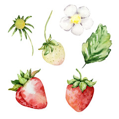 Watercolor bright red strawberry, berry