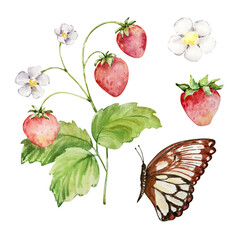 Watercolor bright red strawberry, berry