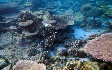 Naklejka na ściany i meble Underwater coral landscape, Waigeo Island, Raja Ampat, South West Papua, Indonesia