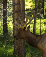 Bull elk standing in a forest, its antlers spread against the backdrop of a tree.