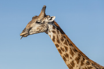 giraffe namibia