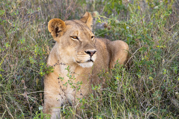namibia löwin