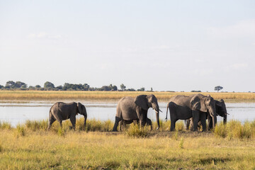 Obraz premium namibia elefant