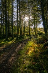 Forest surrounded by dense trees in sunny day