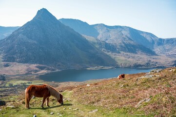 With the Carneddau wild ponies on the hillside on a spring morning, Eryri