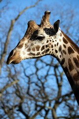 Closeup shot of the head of a giraffe
