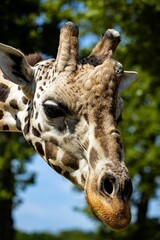 Closeup shot of the head of a giraffe