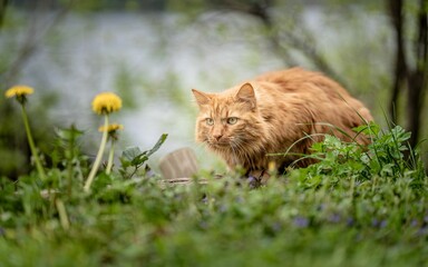 Naklejka na ściany i meble Closeup of a ginger cat looking at dandelions on green grass