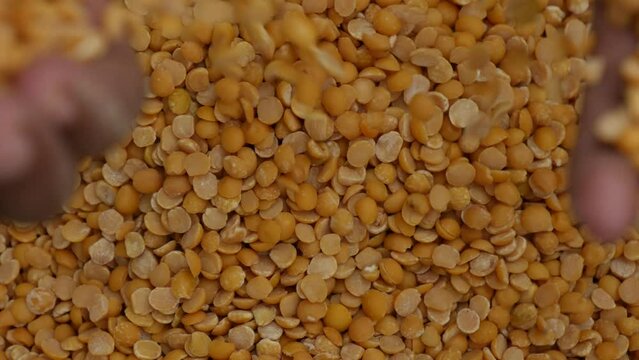 Pigeon pea , close up view 