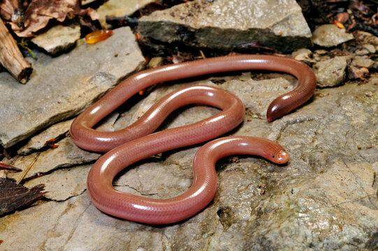 European blind snake // Europ&auml;ische Wurmschlange , Bl&ouml;dauge (Xerotyphlops vermicularis) - Lake Skadar, Montenegro