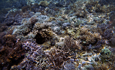 Underwater coral landscape, Yenbuba Island, Raja Ampat, South West Papua, Indonesia
