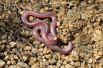 European blind snake // Europäische Wurmschlange , Blödauge (Xerotyphlops vermicularis) - Evros...