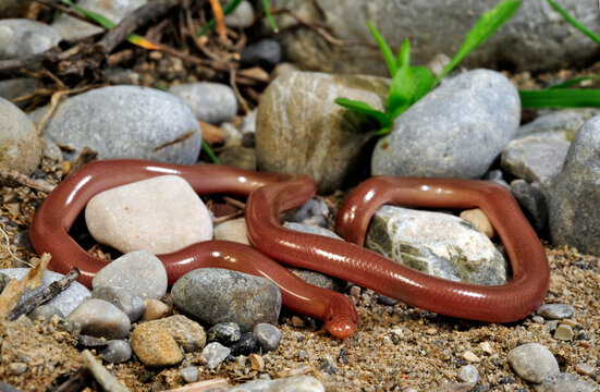 European blind snake // Europ&auml;ische Wurmschlange , Bl&ouml;dauge (Xerotyphlops vermicularis) - Lake Skadar, Montenegro