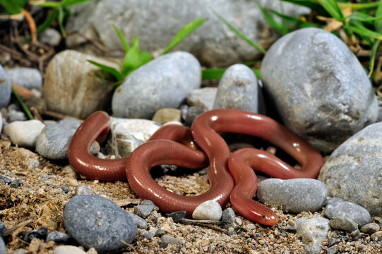 European blind snake // Europ&auml;ische Wurmschlange , Bl&ouml;dauge (Xerotyphlops vermicularis) 