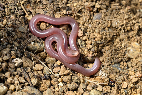 European blind snake // Europ&auml;ische Wurmschlange , Bl&ouml;dauge (Xerotyphlops vermicularis) - Evros delta,  Greece 