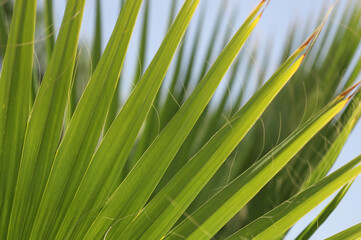 Leaf of green palm tree