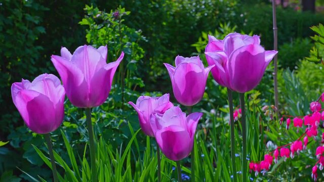 Garden tulips in Rosetta McClain Gardens, public garden located in Scarborough, Ontario, Canada. Scarborough Bluffs area. Popular spot for photography, picnicking, and enjoying nature.