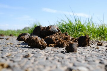 Closeup of horse manure on the ground
