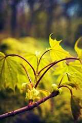 Young leaves on a tree in early spring golden light