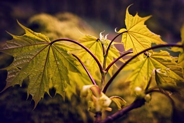Young leaves on a tree in early spring golden light back lit colorful leaf