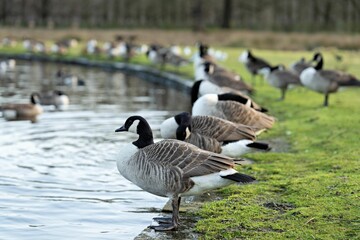 A Group of Canada Geese Standing at the side of a Lake.